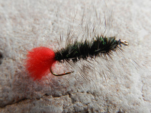 Wooly Worm Grizzly Peacock
