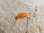Bachflohkrebs Big Horn orange