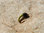 Rhyacophila Caddis Larva green