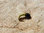 Rhyacophila Caddis Larva green