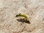 Rhyacophila Caddis Larva yellow